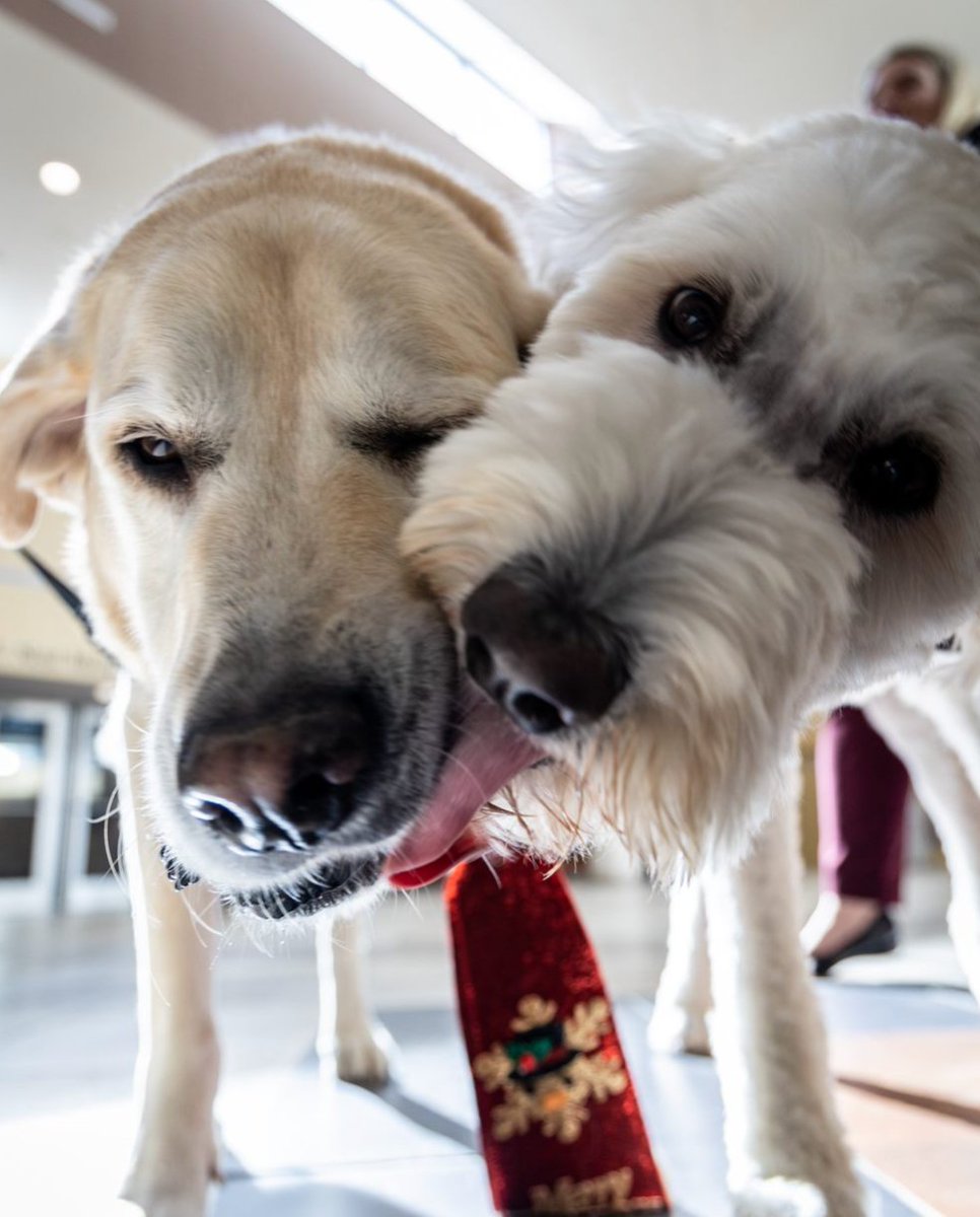 Everyone's favorite NYE kiss!

<a href="/HeartsofGoldWV/">Hearts of Gold WV</a> <a href="/WVURyder/">Ryder</a>