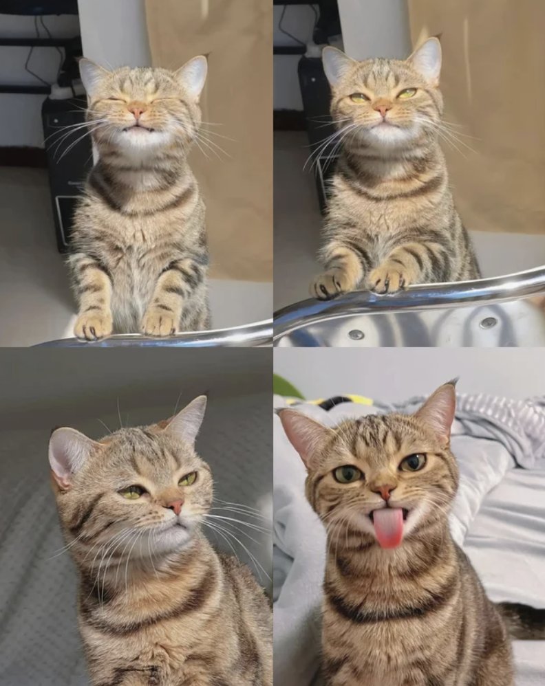 blewis823's tweet image. What a cutie patootie Ham. #CatsOfTwitter #CatsOfTumblr
