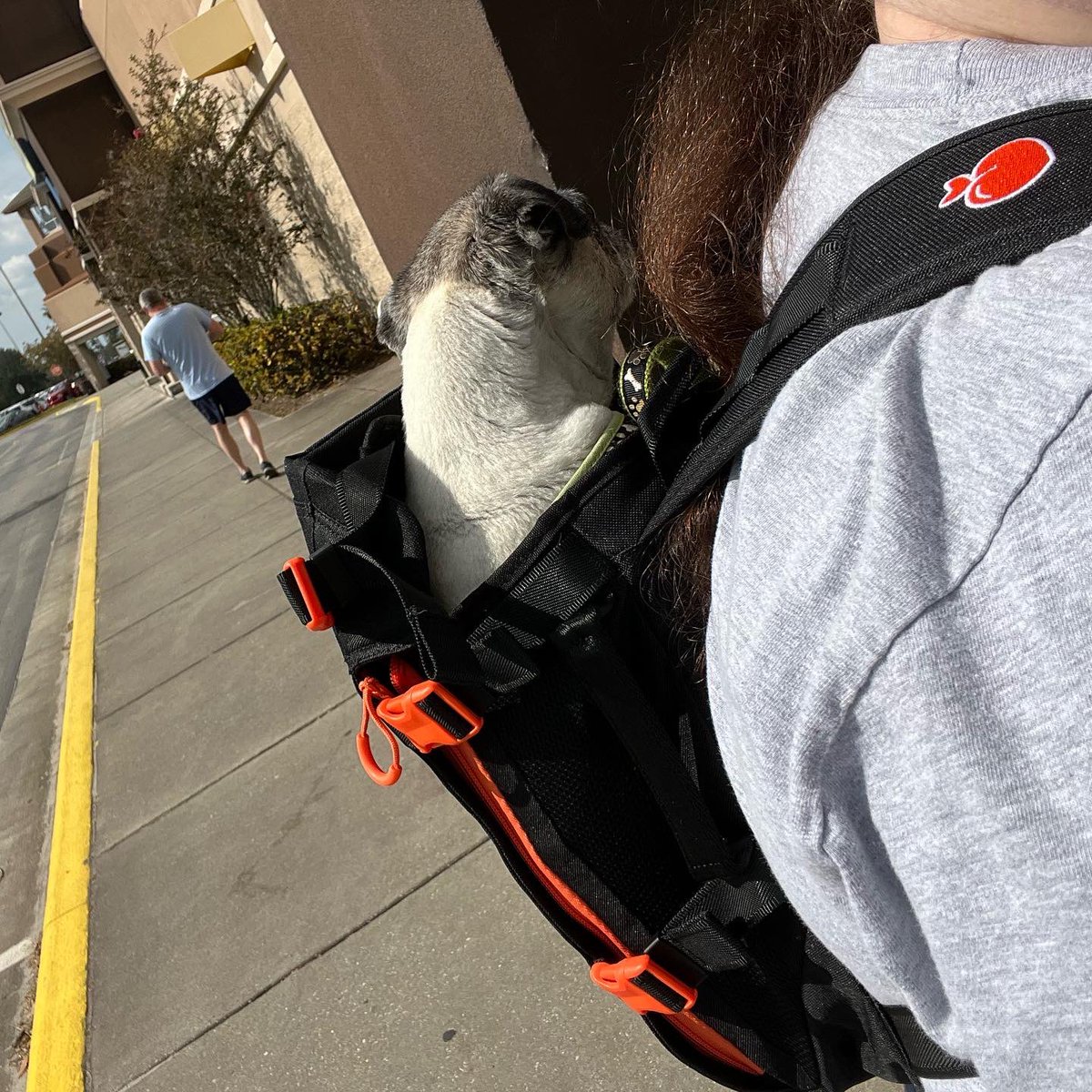 Pia_Pia_the_Pug's tweet photo. LOVE @heylittlechonk backpack for dogs. It supports my pug’s neck & head. Thank you! #dogbackpack #pug #puglife #supportive #love #adorable #shoppingprincess #puglove #mylilshopper #dogmom #happy #thankful #jeepdog #jeepcherokee @jeep @bedbathandbeyond #dogfriendly https://t.co/urqya4jiBd