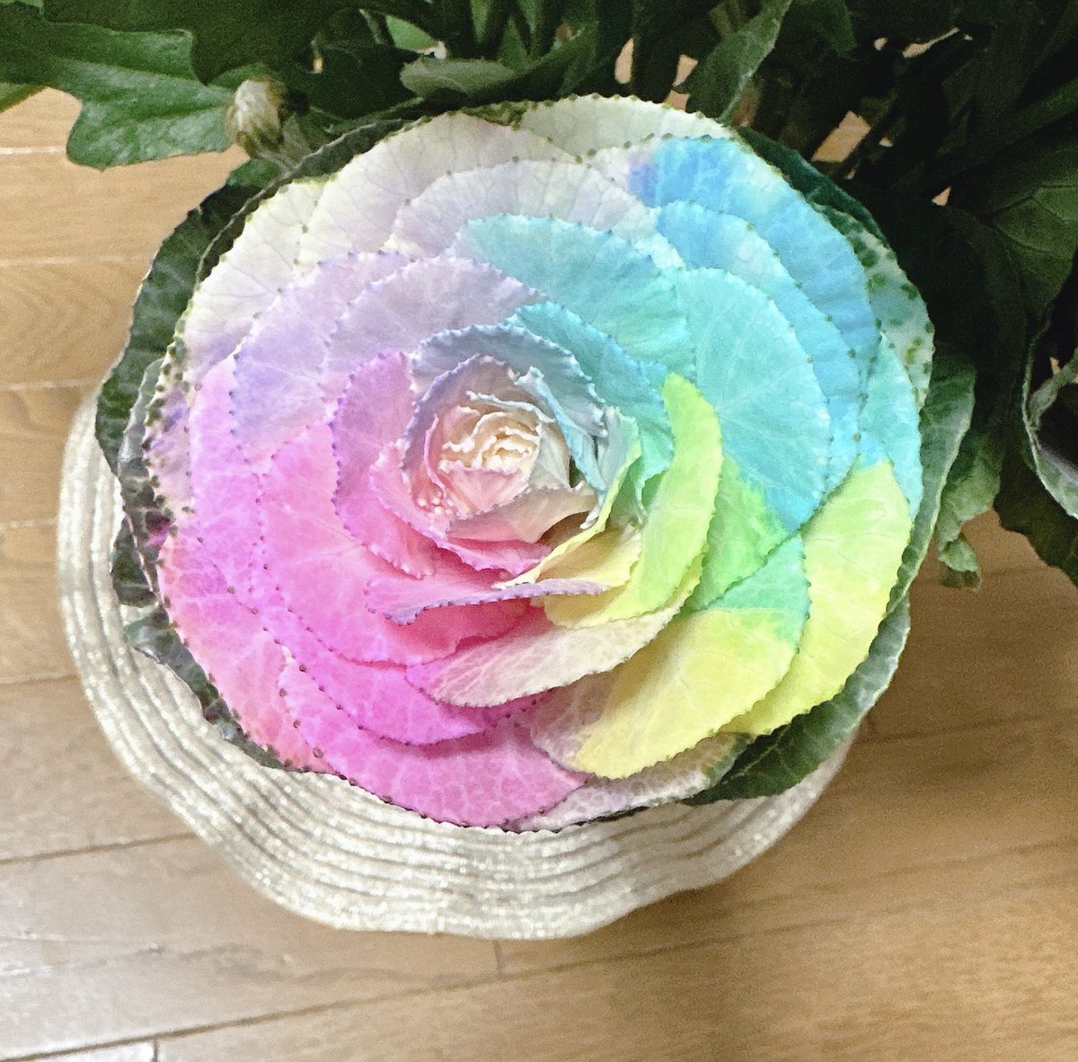VaniraMaria's tweet photo. 🎍あけましておめでとうございます🎍

　　今年も宜しくお願いします✨

　　*:.｡. 💐.｡.:*☆☆*:.｡. 🌹

 #お花好きな人と繋がりたい
#レインボーフラワー https://t.co/vedGHA7Bn0