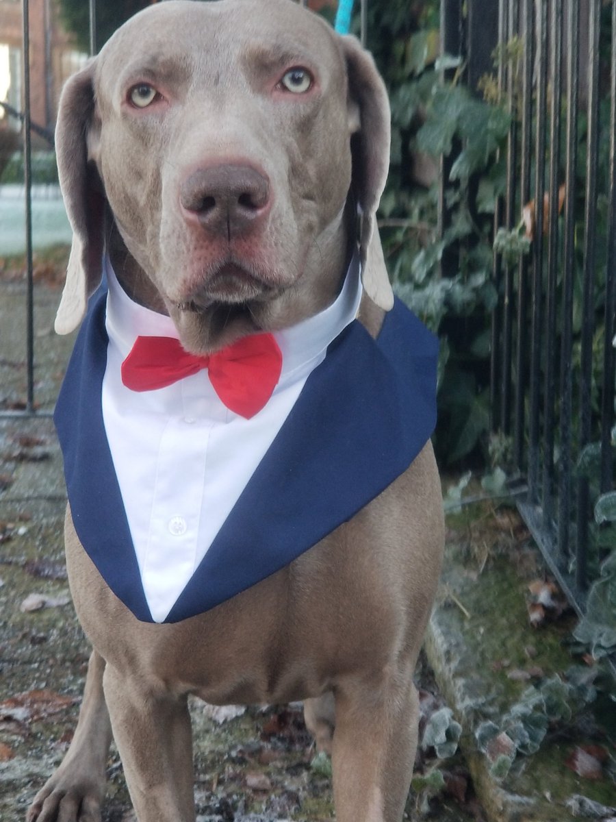 WeimCrimes's tweet photo. Happy New Year to everyone!!
RT to pass on the love!!
#Happy2023
#Weimaraner 🐾 https://t.co/38hAjxyd04