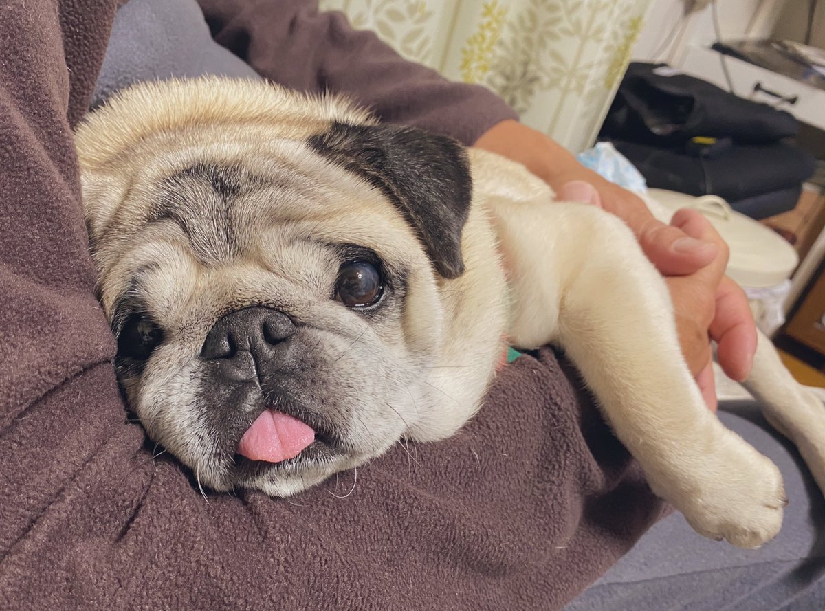 🎍あけましてあんず🎍