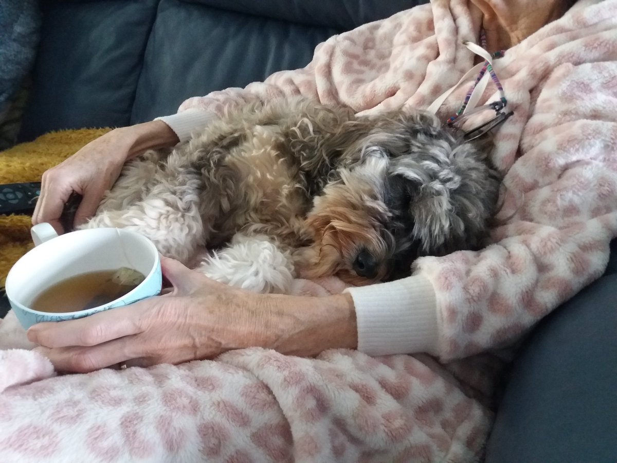 TheSarcySlothYT's tweet photo. Happy New Year!!! Hope this year brings you the same contentment as Jess chilling with mum 🎆🎇🎊😄❤ https://t.co/3jzgNPor48