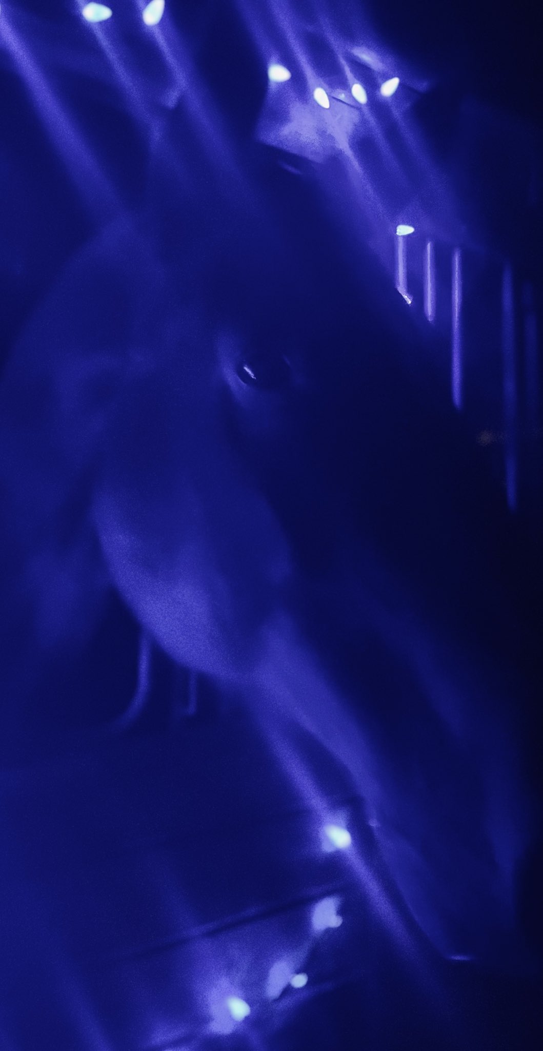 Toronto Police Mounted Unit (TPSMounted) / Twitter