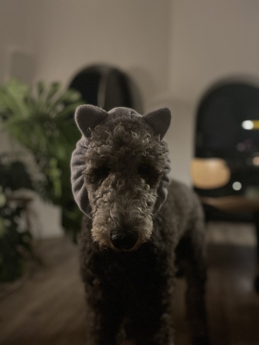 digital_kind's tweet image. Frohes Neues! 처음겪는 폭죽소리 겁먹을까봐 세안할때 헤어밴드로 귀 가려줌.