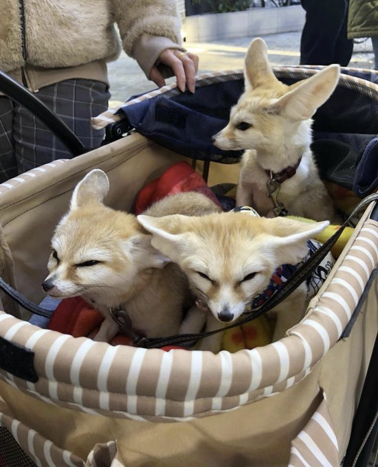 FennecsDaily's tweet photo. https://t.co/zv5sD8JB3q