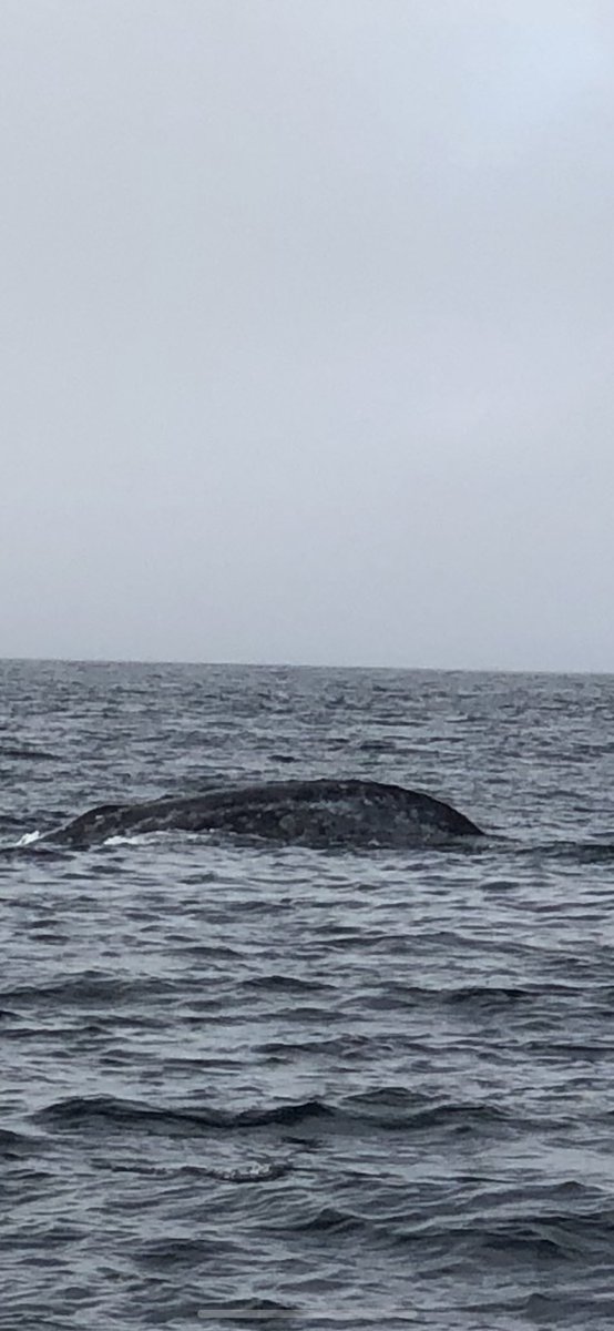 DrBevREmory's tweet photo. We adventured out on a sailboat for whale watching but the pod of short beaked common dolphins were not going to be outdone today! #nextlevelsailing
Happy New Year๐๐๐ https://t.co/Cs0c04wdov