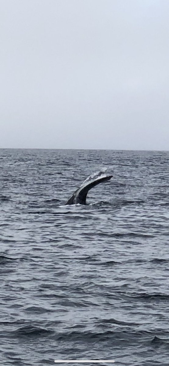 DrBevREmory's tweet photo. We adventured out on a sailboat for whale watching but the pod of short beaked common dolphins were not going to be outdone today! #nextlevelsailing
Happy New Year๐๐๐ https://t.co/Cs0c04wdov