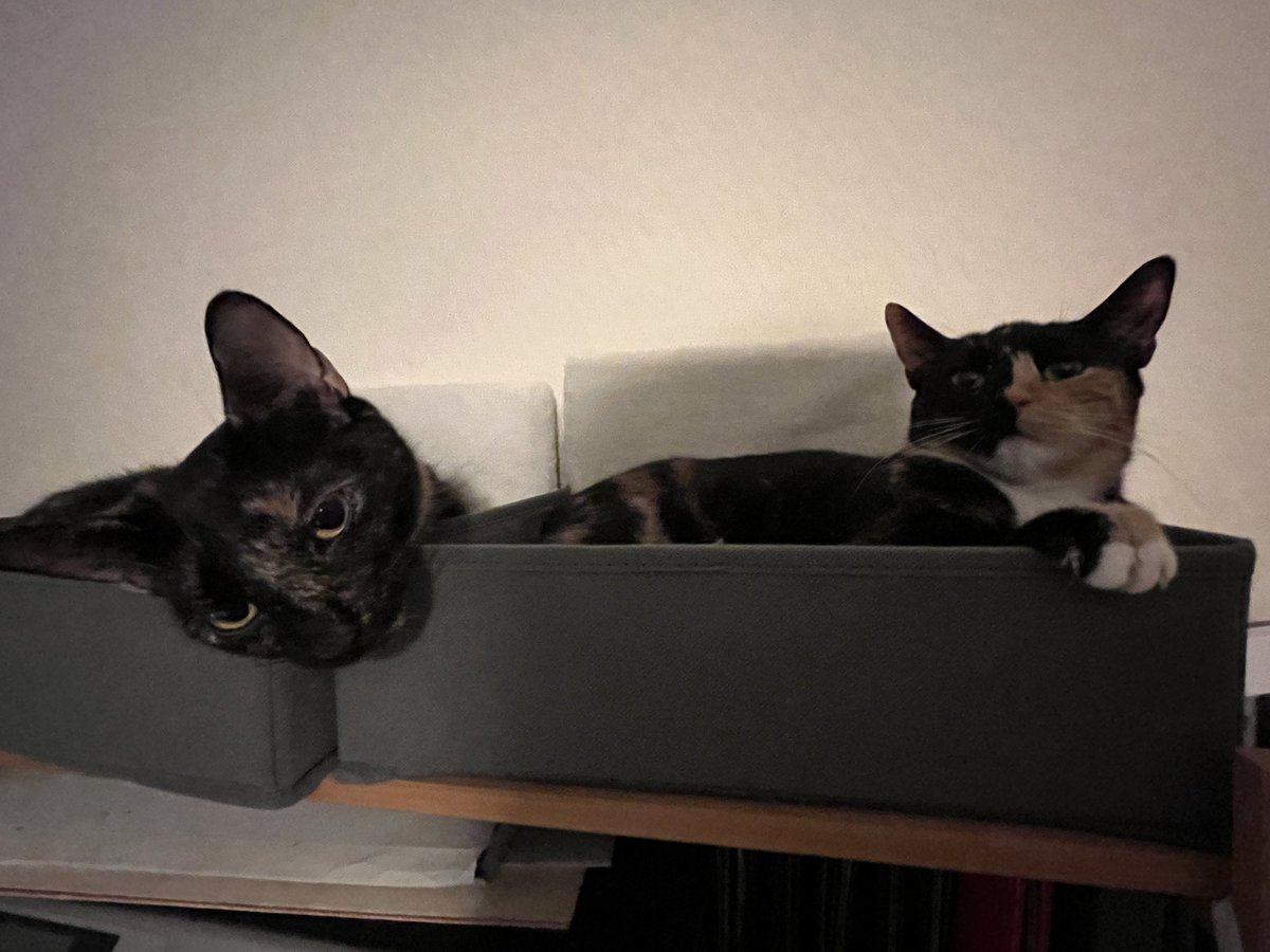 pigletmonkey1's tweet photo. Guess who’s been on the pop?! 
Happy New Year from Monkey and Piglet 😻🐵🐷🥂

#CatsOfTwitter #HappyNewYear2023 #Welcome2023 #NewYear https://t.co/lflniF5KPl