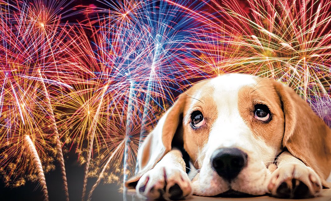 #Fireworks are again so terrible for the poor #animals! We need to #banFireworks now! More than 50% people are against fireworks so let’s act! 
#vuurwerk #HappyNewYear2023 #HappyNewYear