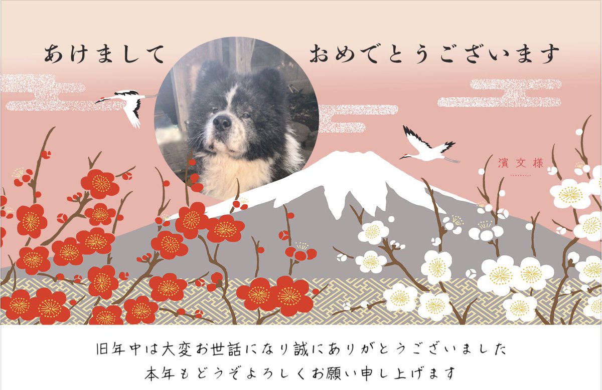 taka_a_911's tweet photo. 2023年もよろしくです🐰🎍🐶 https://t.co/XGgkh3tKjc