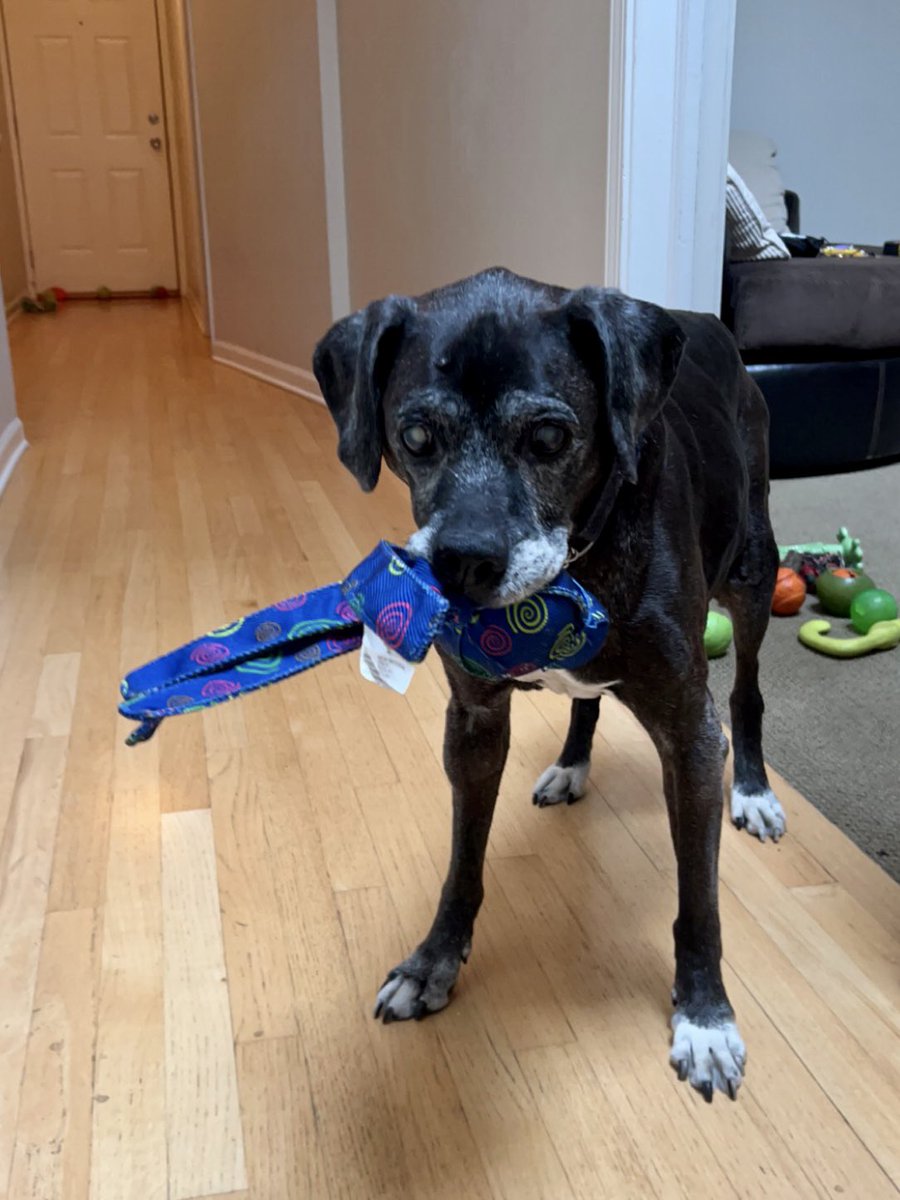 RBecker262's tweet photo. @dog_feelings My guy Ribbie! Turns 15 in April, has diabetes, and cataracts have taken most of his vision. But several times a day he brings me his ball or tug and wants to play. He struggles, but despite his age and difficulties he just wants to get busy living! #BoxerLab https://t.co/hTIRDg0Rdt