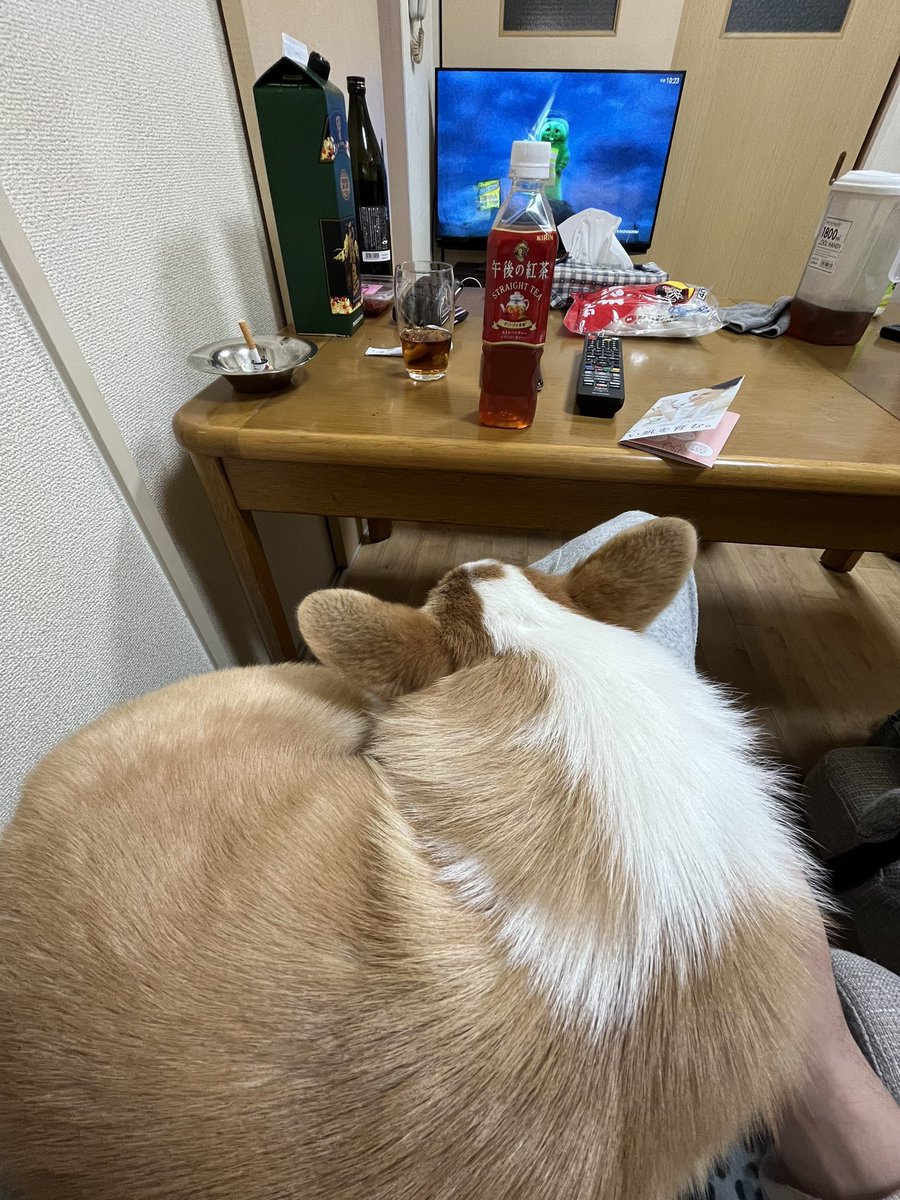 NOCCI9's tweet photo. 湯たんぽあったかい。
長い体を丸めて可愛い🐶🐰 https://t.co/DrY7INm8b0