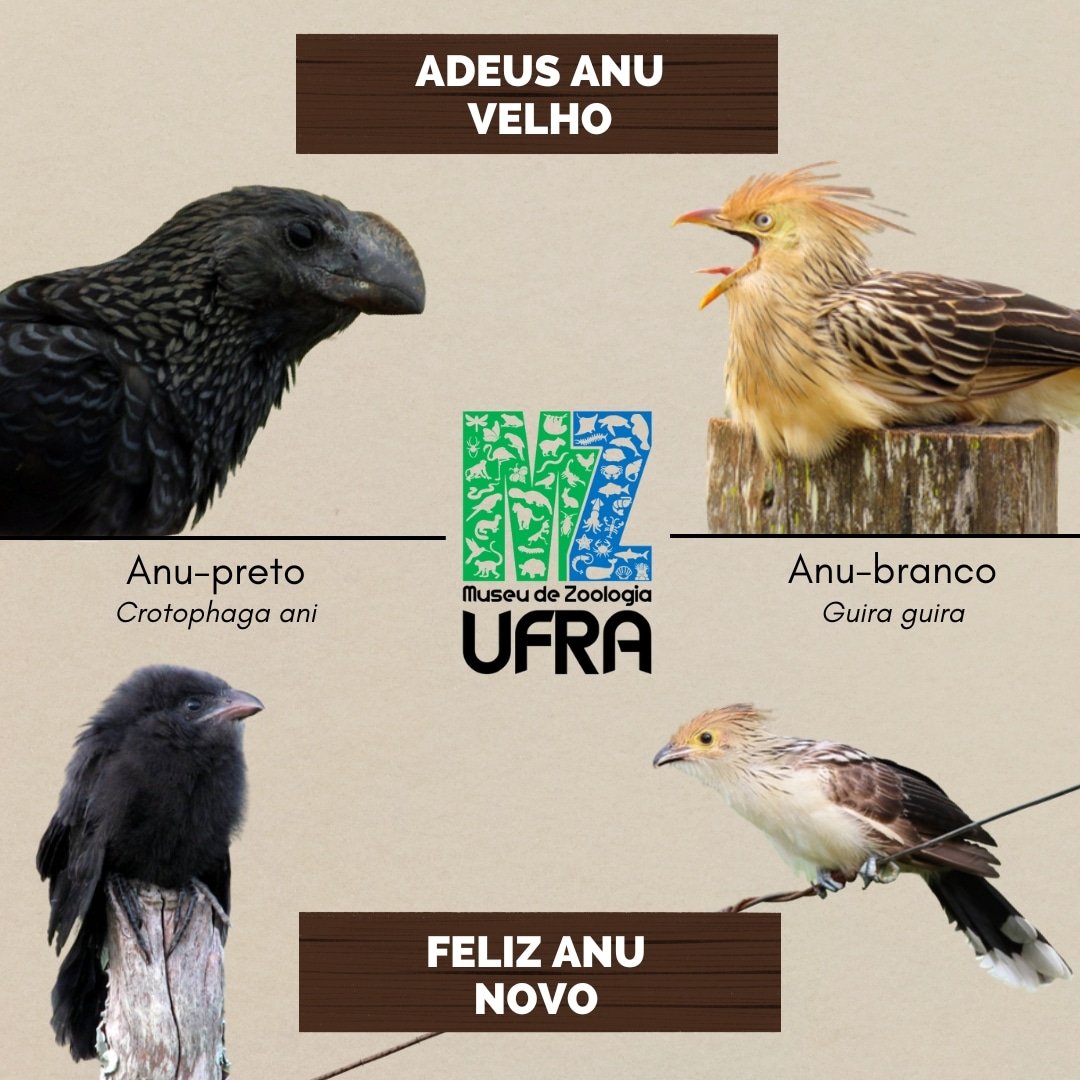 Perereca e a Importância dos Sapos na Natureza, image size:1080x1080