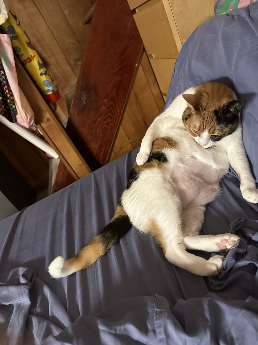 FalkorTheCat's tweet photo. Look at that chub! 😻🥰 https://t.co/SWJw9m4SIO