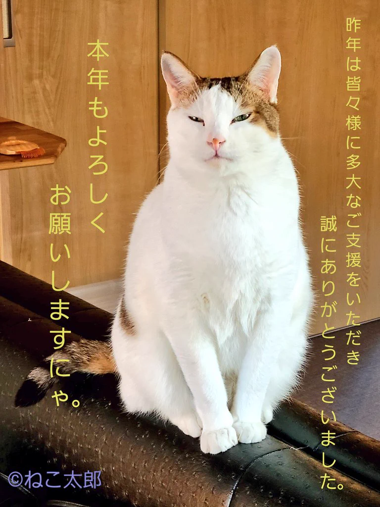 保護猫ハウス『ねこ太郎』 (@nekotaro1taro) / X