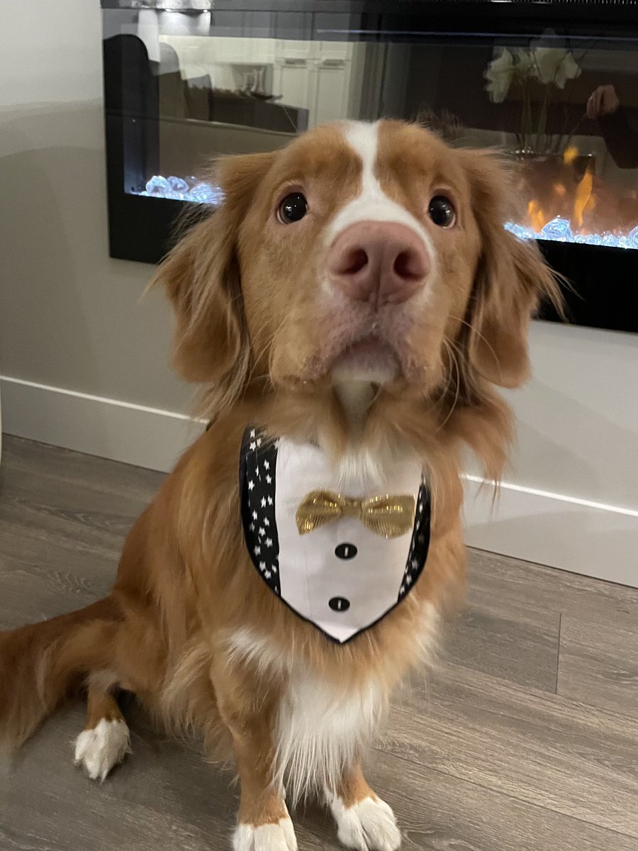 CindyPAndrew1's tweet image. Farley (and me) wishing you all a joy-filled, healthy and rewarding 2023! (With loads of walks and play time!) #BringItOn2023 #Grateful #Inspired #Energized