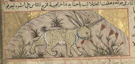 アルミラージ(al-mi'raj)
アラブ発祥の幻獣。外見は黄金色の野ウサギだが、頭に黒い角を生やす。獰猛な肉食獣であり、額に生えた角で自分より体格の大きい獣や人間も串刺しにして食べてしまう。アルミラージが生息するジャジラト・アル=ティニン島の住人や動物は、常にその存在に怯えて逃げ惑う。 
