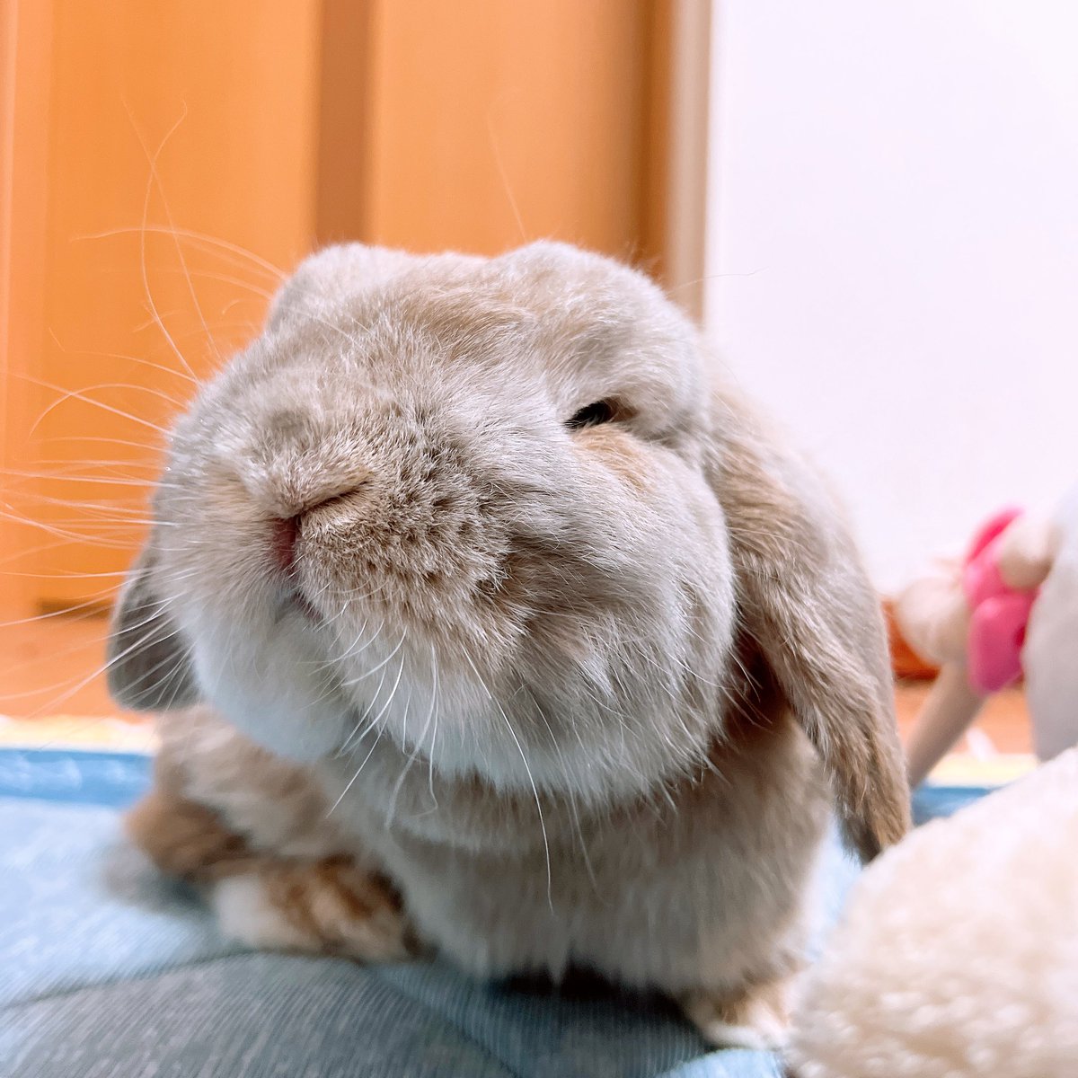 みたらしの飼い主 tweet media