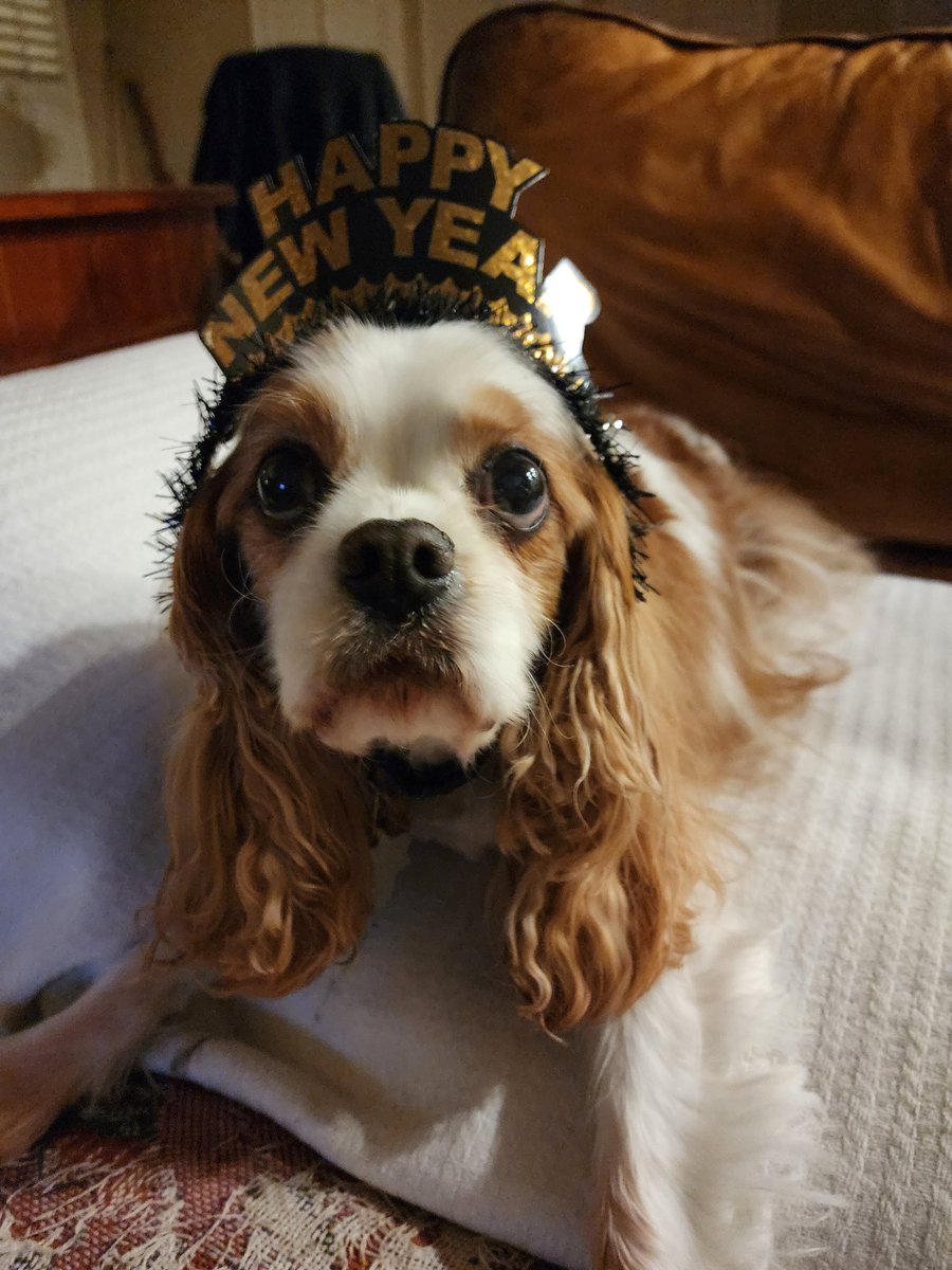 frankster440's tweet photo. Today is Bristol's 14TH Birthday! He also would like to wish everyone a Happy New Year! #cavpack #2023NewYear #DogsofTwittter #cavalierkingcharlesspaniel https://t.co/oWVjV9u1yF