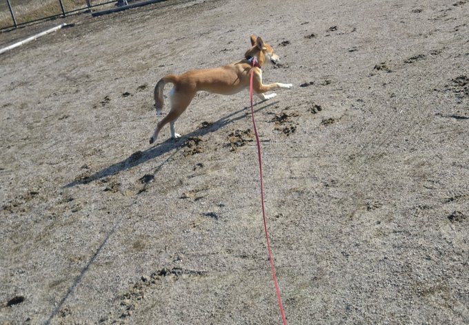 犬初め 
