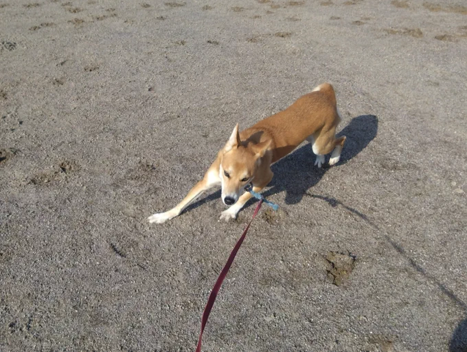 犬初め 