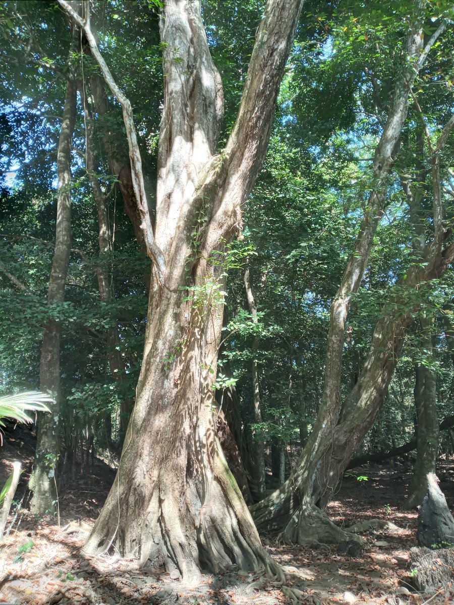 Durante demasiado tiempo, hemos pavimentado, fragmentado, extraído y destruido el mundo natural del que dependemos. AHORA es nuestra oportunidad de fortalecer la red de la vida, para que pueda sostenerse y sostenernos.Felices fiestas y un 2023 regenerador #corredordelpacifico