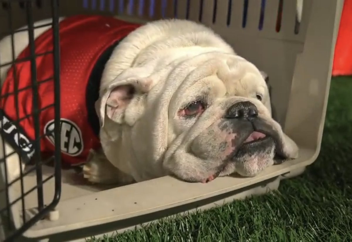 FieldYates's tweet photo. Uga is such a good dog. https://t.co/v20IO2b5c1