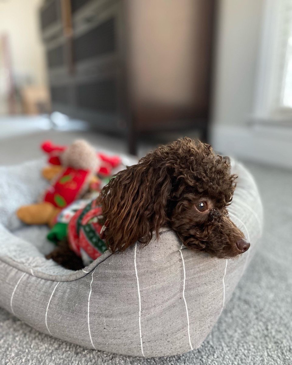 MissDeeW's tweet photo. He was not feeling picture time…clearly. 😂🎄✨🎁 https://t.co/oHODgjKtSw