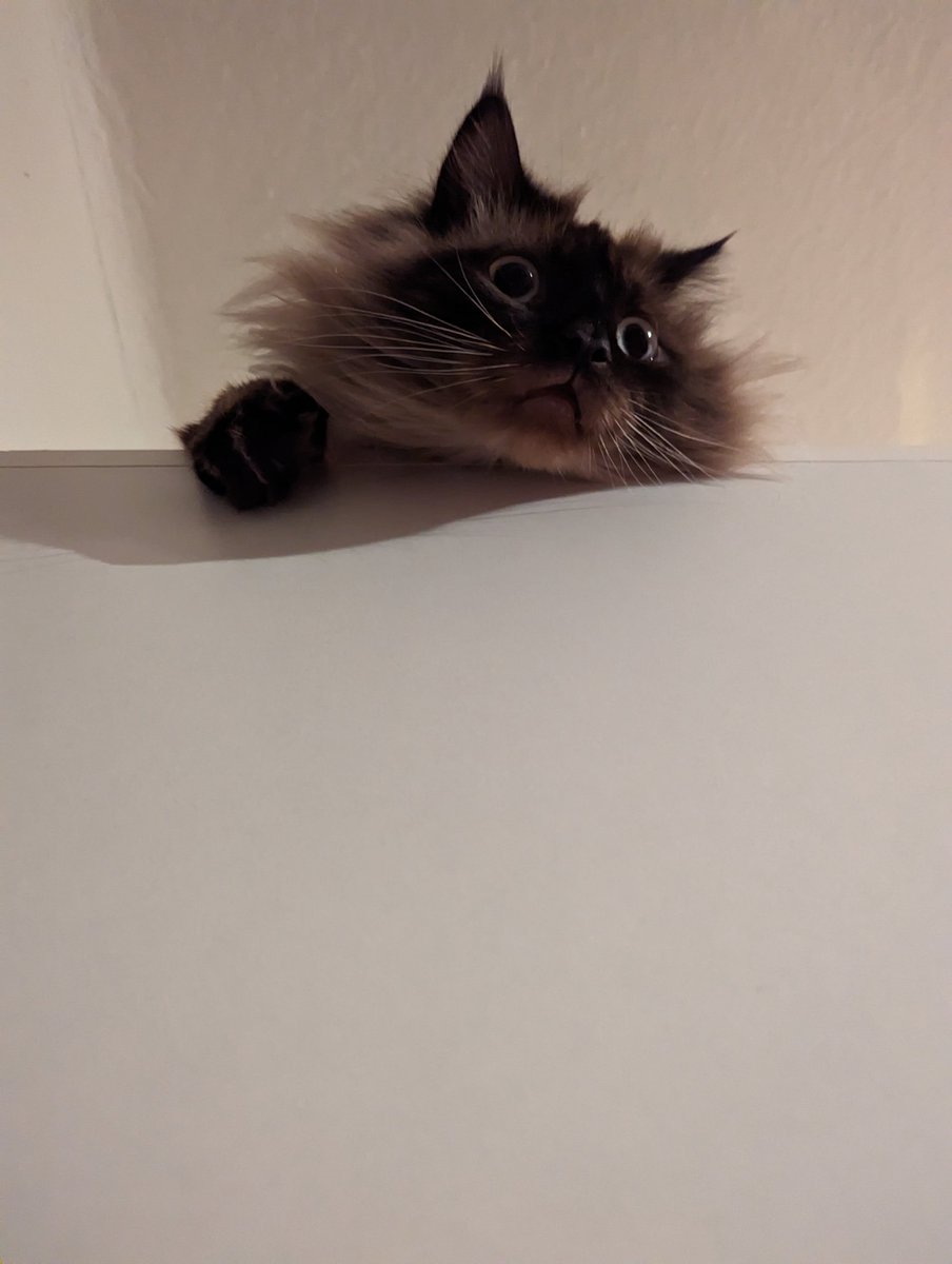 Luigi Florence tweet media