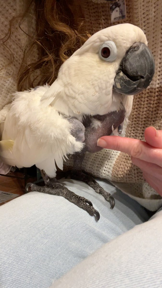 ParrotPlayhous1's tweet photo. Victoria Cockatoo is heading into the New Year with a full crop!! We love our FlockPower family so much!! Happy New Year from VC, Thomas, Puffman aka Chucky, Baby, Maui aka Little One, Jesse, Quinn, Sammy, April, and Grandma! 💚🌟
#VCStrong #FlockPower #Chucky https://t.co/PknKUD4DPO