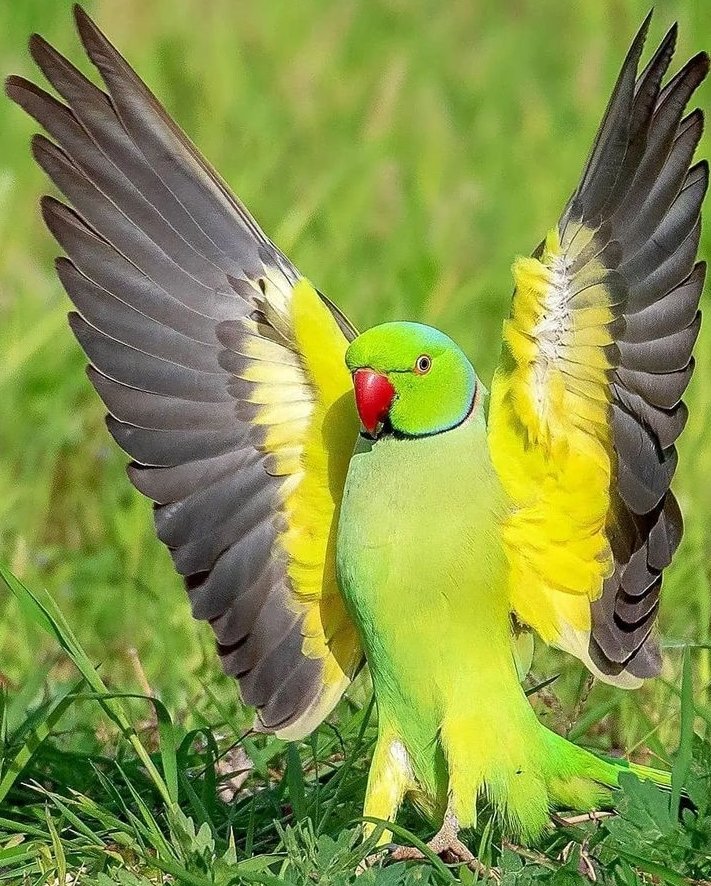 Ink Blot tweet media