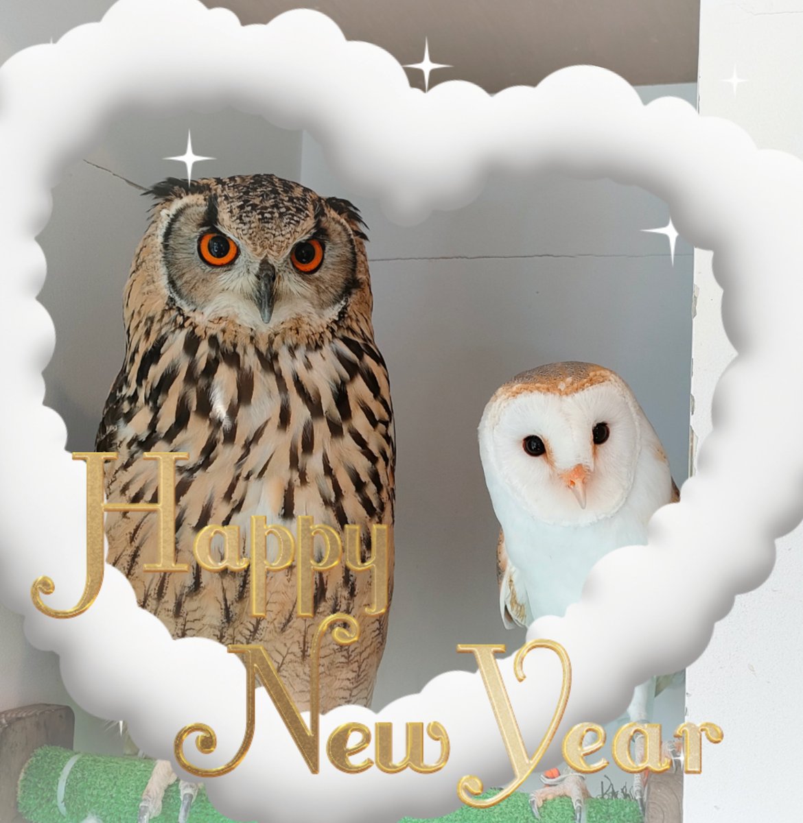 bellerose87's tweet photo. あけましておめでとうございます🎍

今年は気負うことなく
マイペースでやっていく所存🙋💓

良い御縁がたくさん増えるといいな❤

皆さん不苦労(ふくろう🦉)な
１年になりますように✨ https://t.co/czHje2vvjJ