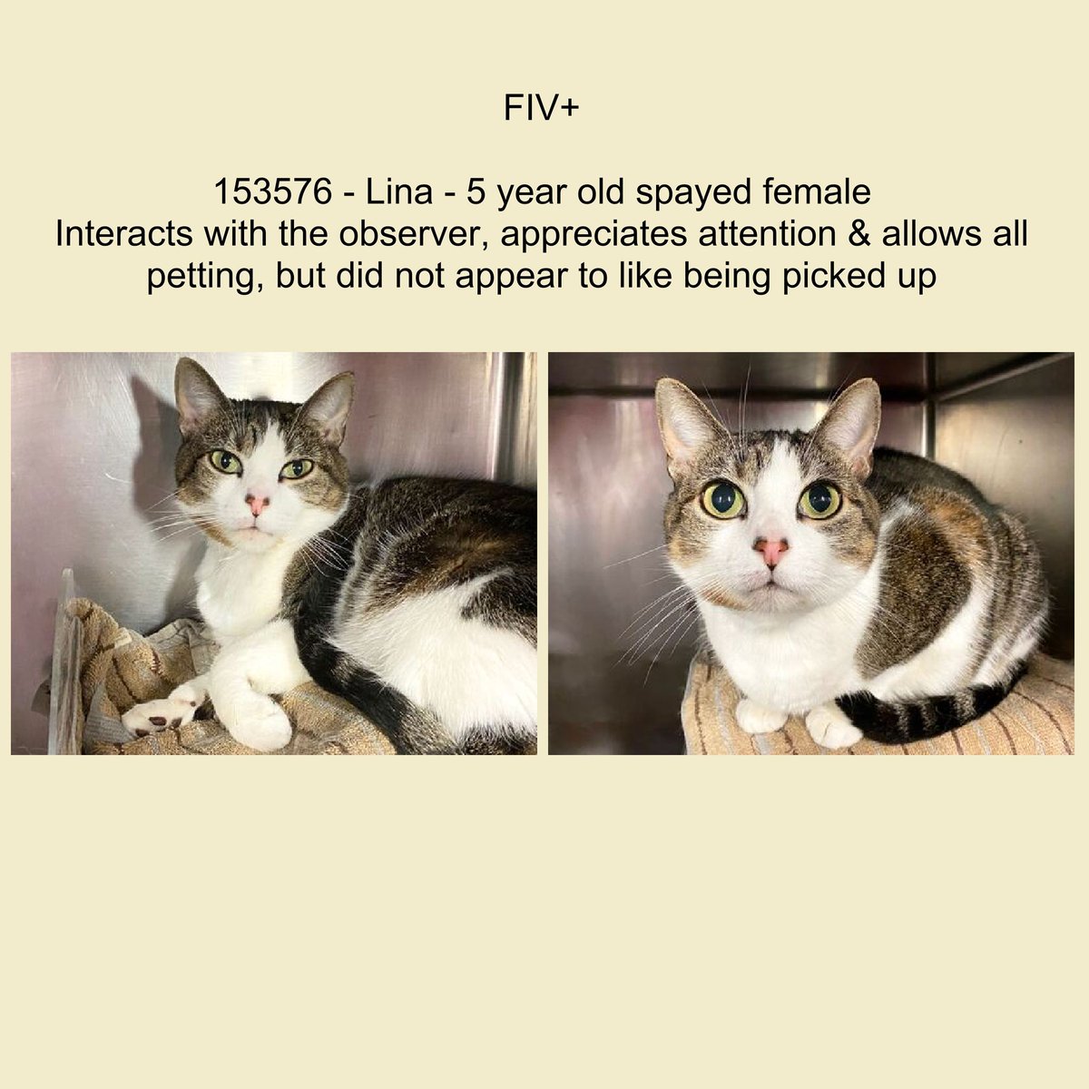 DubJH1009's tweet photo. https://t.co/bTsV8ubv5S #HelpImmediately #PleaseHelpNow #MustBeSavedASAP #Critical #SOS #nyc #cats https://t.co/ycCW5KKA05