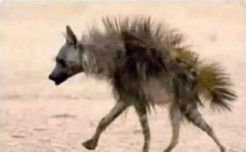 AgenciaMeme's tweet photo. El animal que enviamos para explorar el 2023 está de regreso https://t.co/9FR5JtUdrD