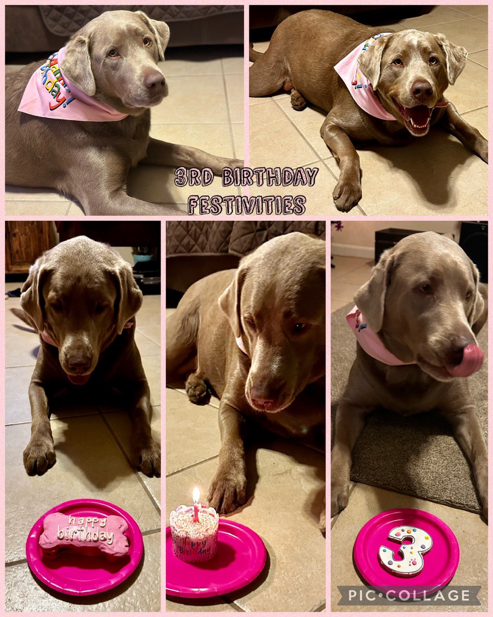 Shelby is full of love and birthday treats!