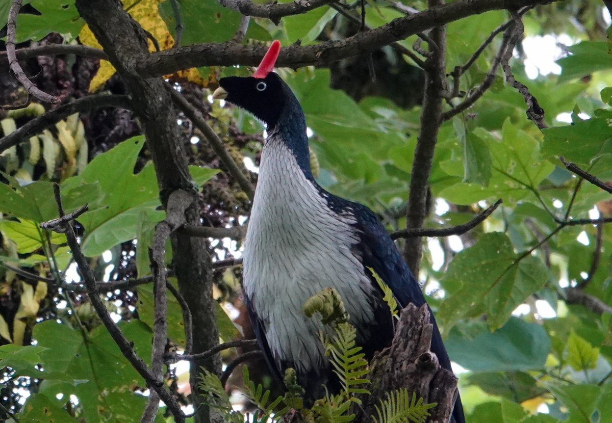 Daniel Weldon tweet media