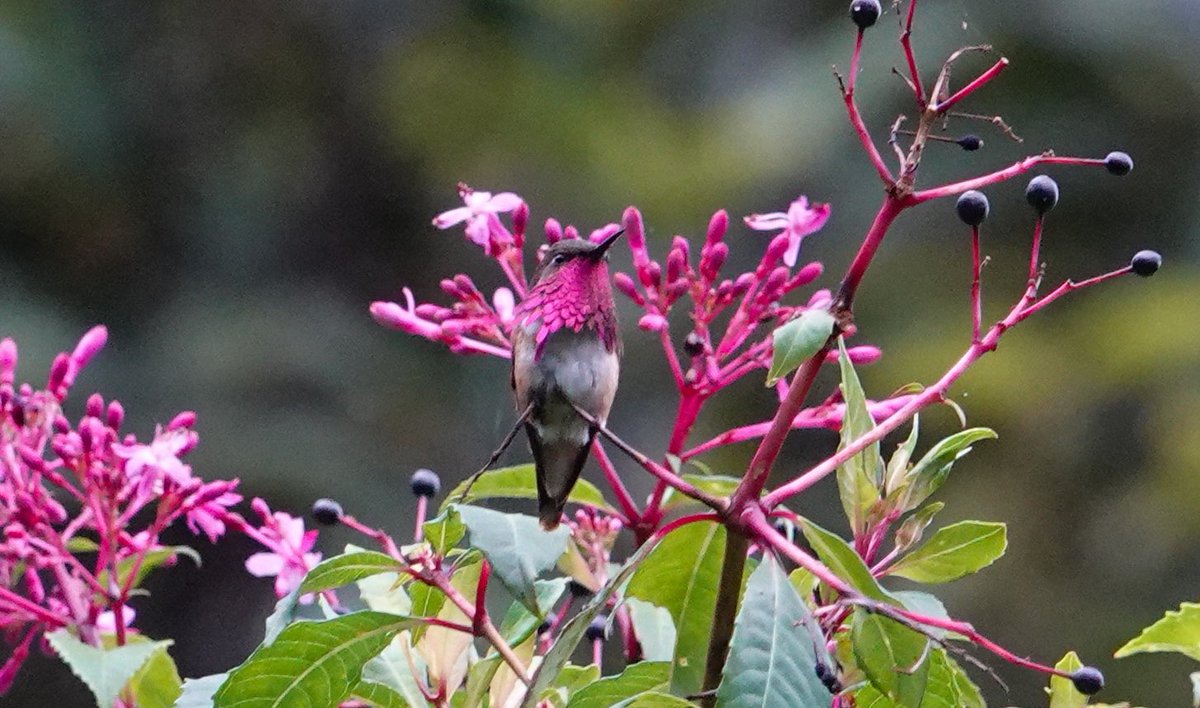 Daniel Weldon tweet media