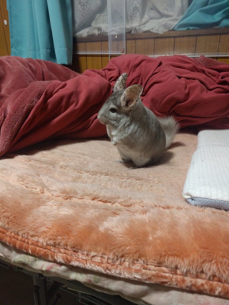 aWO2krxIQkdY66f's tweet photo. あけましておめでとうございます。
本年もよろしくお願いします。 https://t.co/86JBWdYnLX