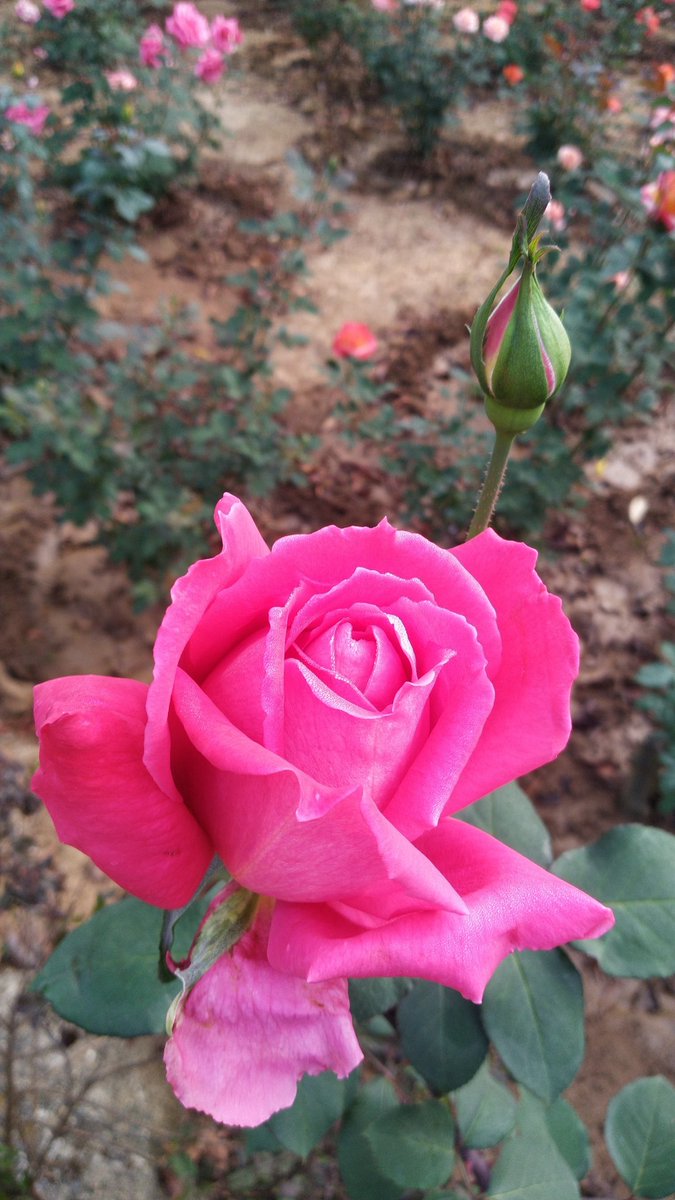 ravivermaishq's tweet photo. Happy new year 🎇 #HappyNewYear2023 https://t.co/AuftenESEZ