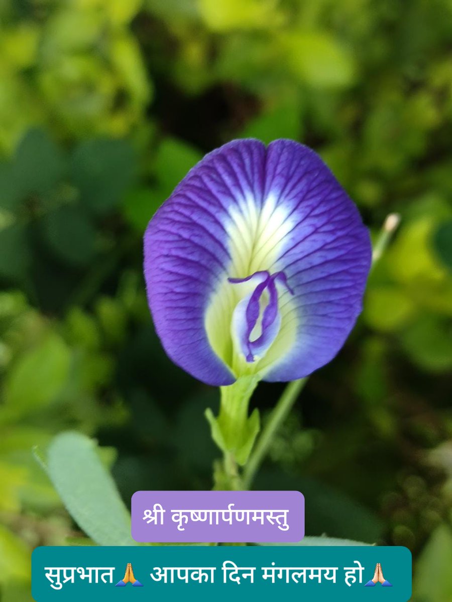 shantanuYoga's tweet photo. श्री कृष्णार्पणमस्तु  🙏🙏🙏💥💥
सुप्रभात   आपका दिन मंगलमय हो 🌸🌸

#GoodMorningEveryone #Flowerphography
#flower https://t.co/C7tZ6fLED9