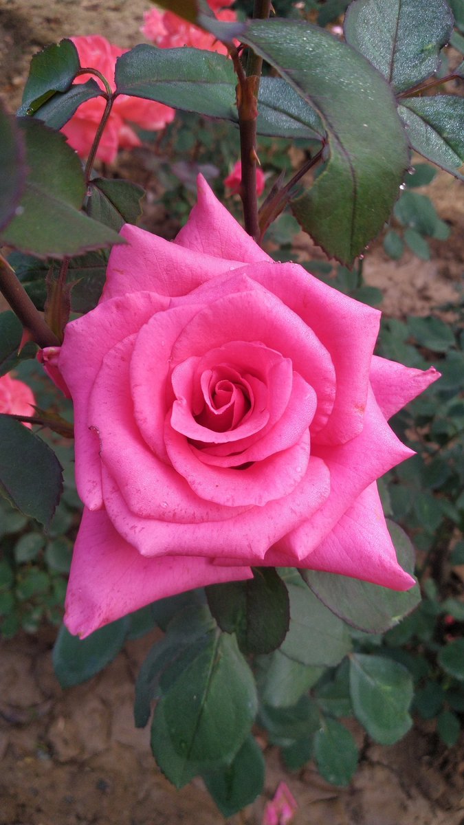 ravivermaishq's tweet photo. #HappyNewYear2023 https://t.co/u52DZxqThI