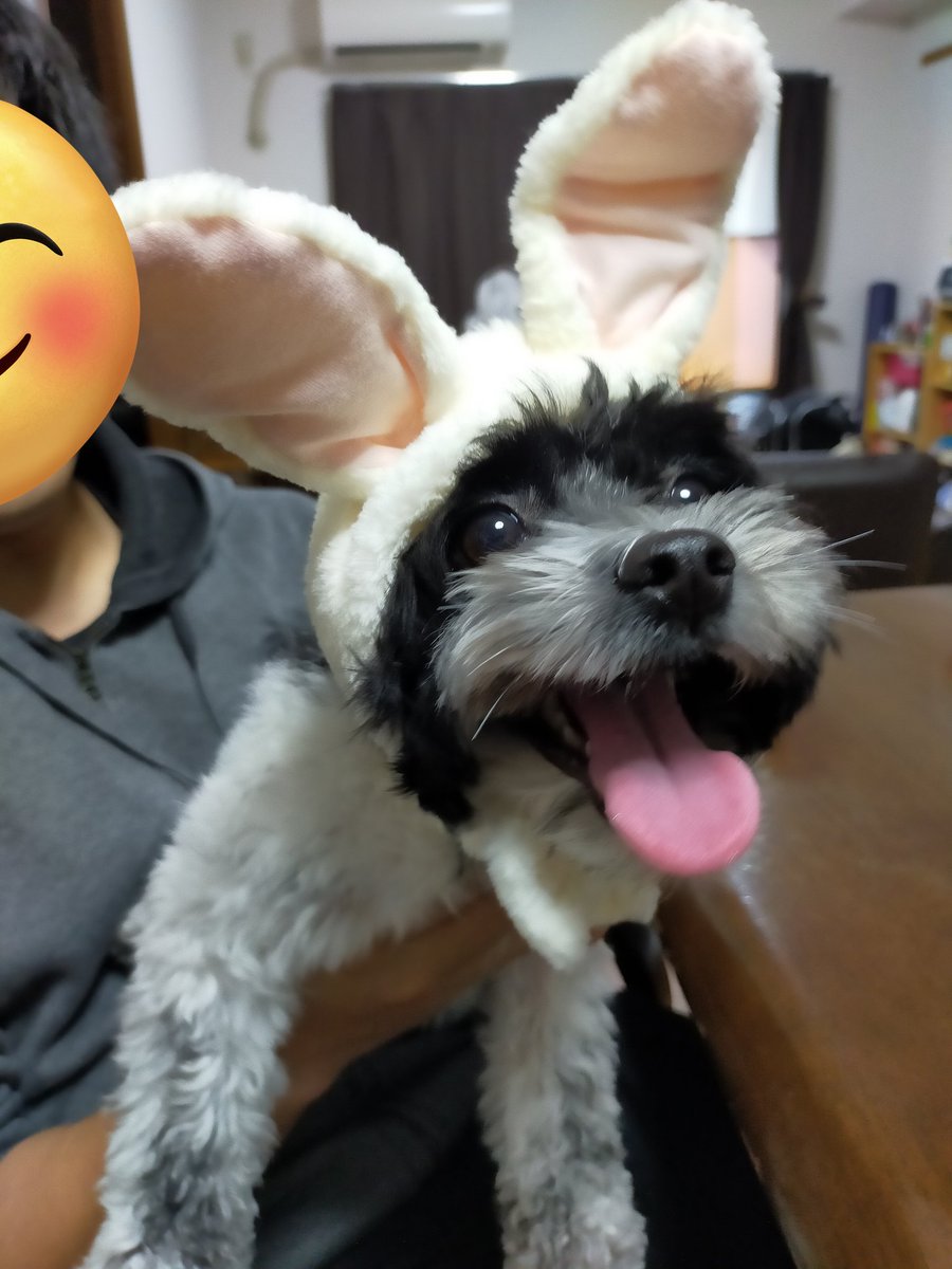 🐰