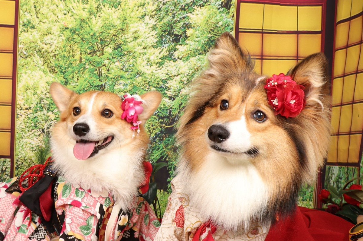 lady_secom's tweet photo. 今年も天使たちといっしょに新年を迎えられる幸せに感謝。 https://t.co/ttFVz2n1DP