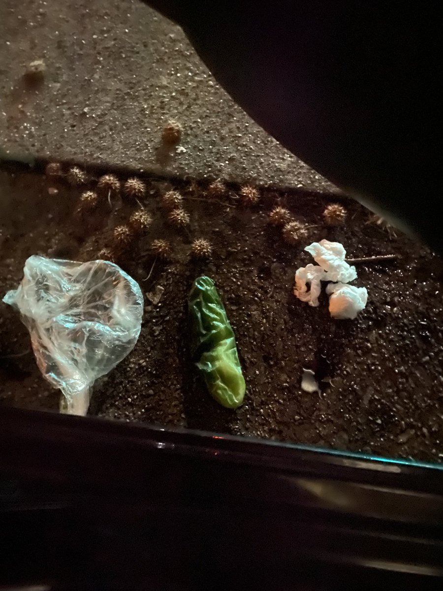 abigail_mott's tweet image. IT WAS A JOKE WHO WAS PLAYING WIT THEY CUCUMBER