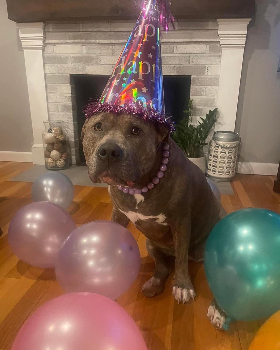 shayshaylouise's tweet image. My bestie girl Kara turned 3 yesterday! She looks so pretty in her new necklace ❤️😍❤️ #bullybreed #pitty #hippo