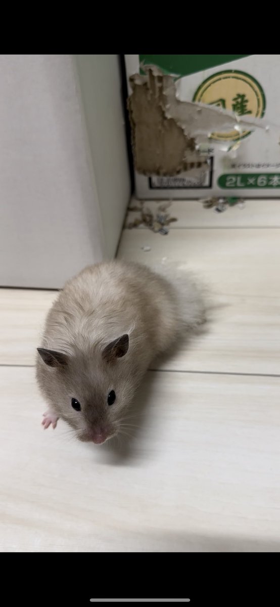 kinhamumochichi's tweet photo. ꪔ̤̮𝐇𝐚𝐩𝐩𝐲 𝐧𝐞𝐰 𝐲𝐞𝐚𝐫.ᐟ.ᐟ🤍
あけましておめでとうございます♡
昨年はお世話になりました✧︎*。
今年ももちもぐ一家をよろしくお願いいたします(⑉• •⑉)❤︎

#ハムスター #てちお #みるく #ぽてお #もぐたん #くりお https://t.co/MxTGxpISlo
