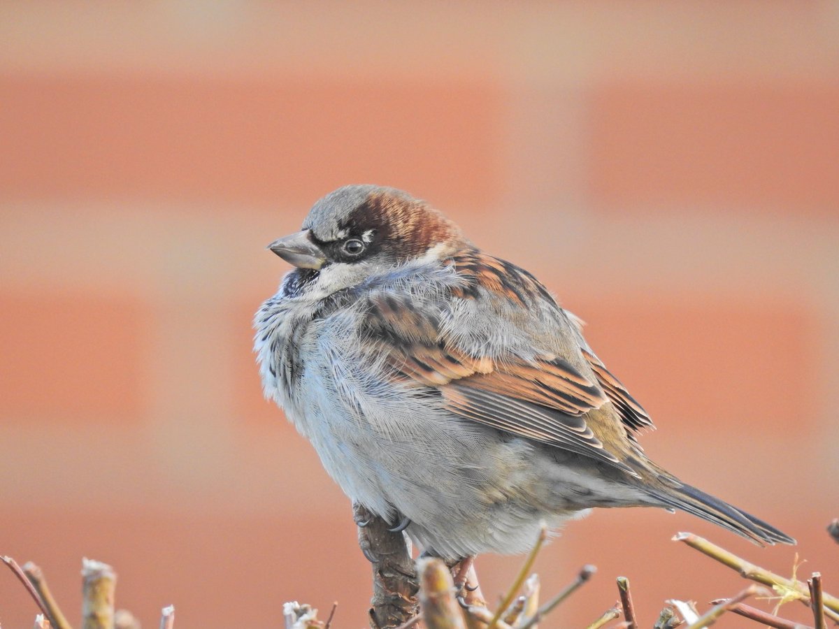 The final bird roundup of 2022 is here, and December’s picks are: stonechat, coots, common gull, and house sparrow🐣