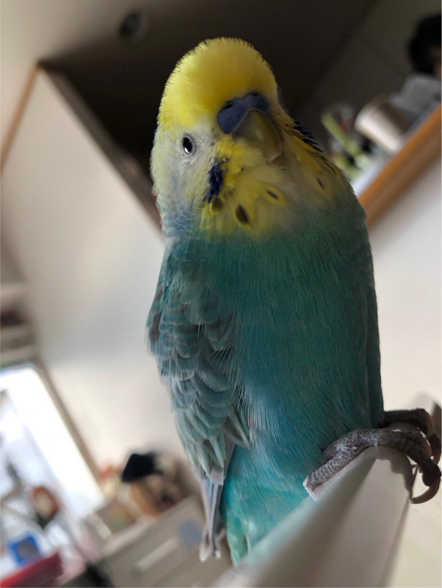 あけましておめでとうございます㊗️🎍
今年もよろしくお願いします！

みなさまの愛鳥も今年1年、健康に楽しく過ごせますように🙏✨