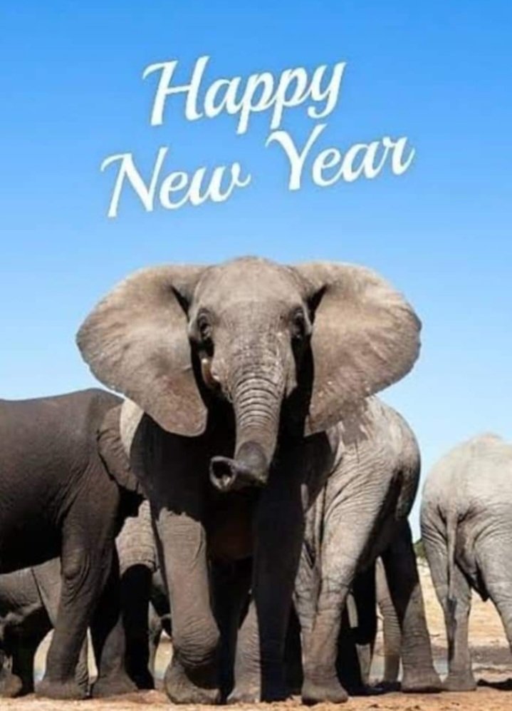 NyamuJim's tweet photo. Wishing my friends a Happy Prosperous New Year 2023 .#Elephantsconservation #HappyNewYear2023
#IvoryBelongstoElephants https://t.co/ZRZc9Gvts4